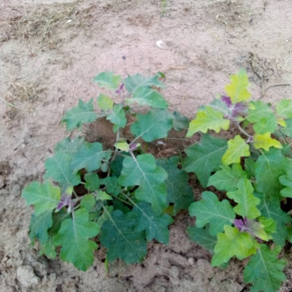 البذيجان دا محتاج ايه بعد اذنكم